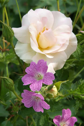 Rosa Lady of the Dawn Geranium oxonianum Rose Clair